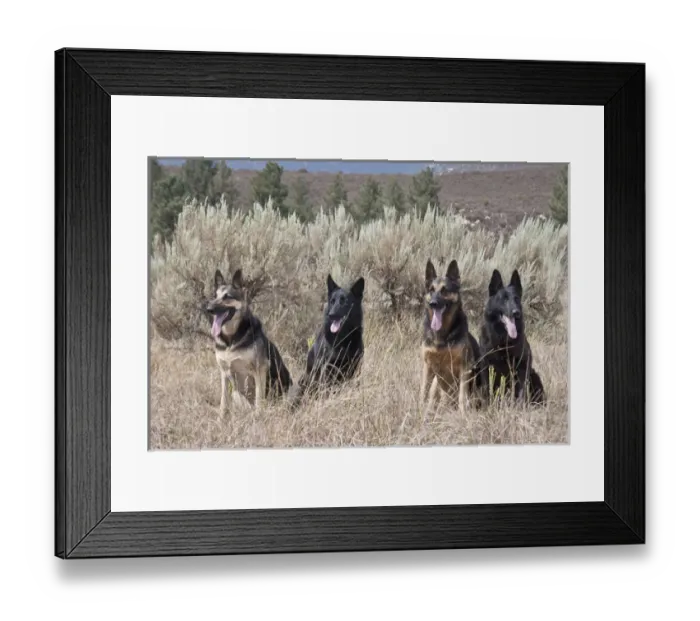 Framed Print : Four German Shepherds sitting in a field with sage brush and pine trees