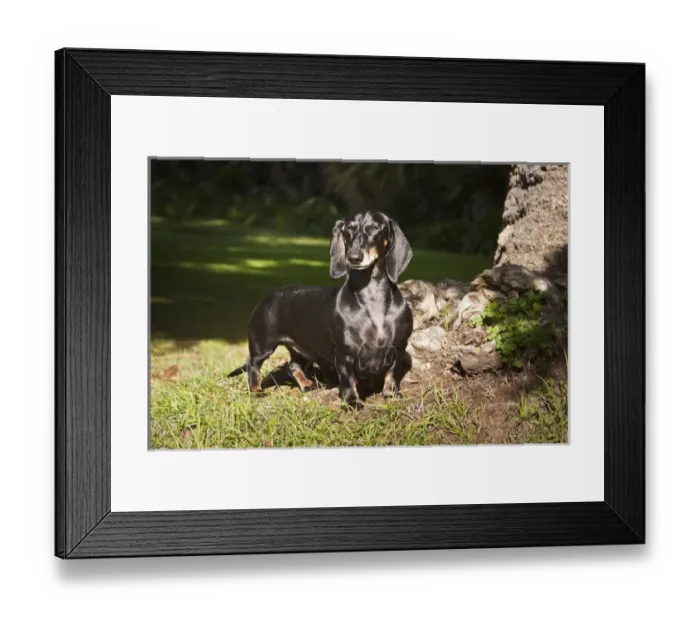 Framed Print : A Dachshund / Doxen standing in a patch of sun light in a park next to a tree Framed Print : A Dachshund / Doxen standing in a patch of sun light in a park next to a tree