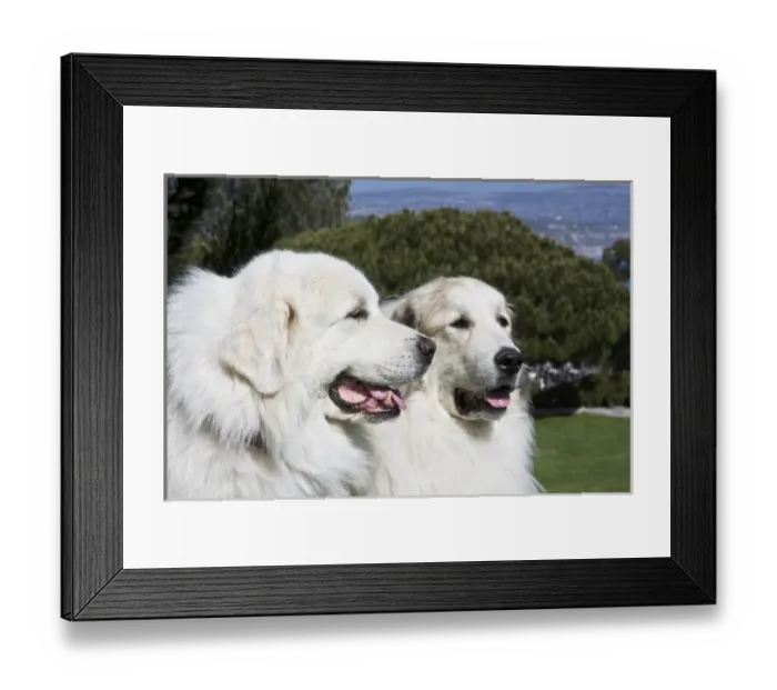 Framed Print : Portrait of two Great Pyrenees together at a Laguna Beach park in California Framed Print : Portrait of two Great Pyrenees together at a Laguna Beach park in California