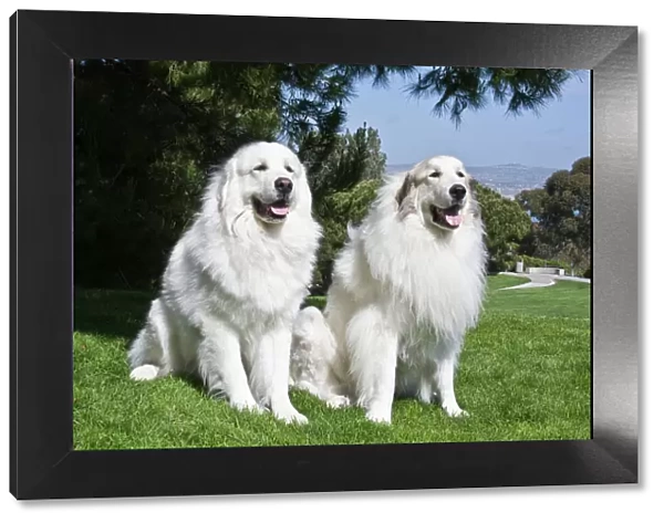 Two Great Pyrenees sitting together at a park in Laguna Beach California