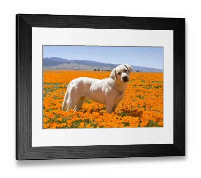 Framed Print : Labrador Retriever standing in a field of poppies in Antelope Valley California