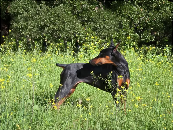 A Doberman Pinscher looking over her shoulder in a field of yellow flowers