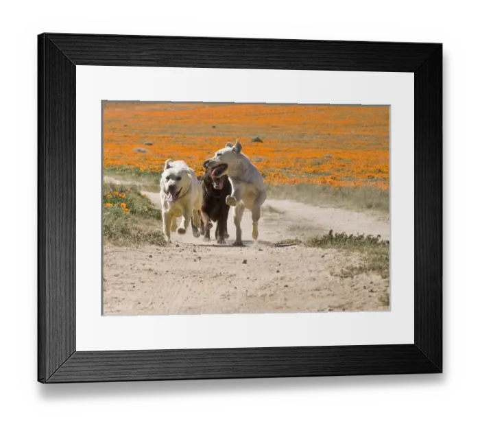 Framed Print : Three Labrador Retrievers running down a dirt road in Antelope Valley California