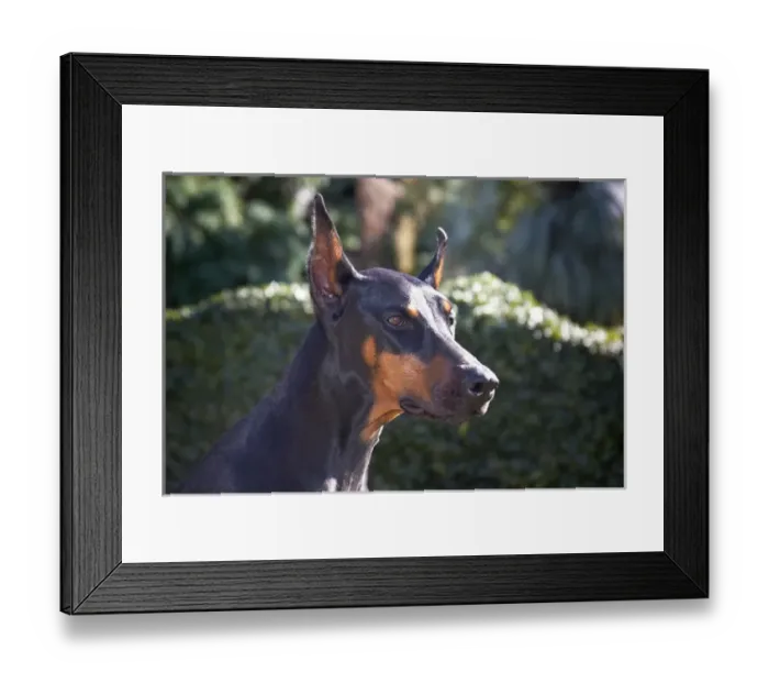 Framed Print : Portrait of a Doberman Pinscher with a green background and early morning light Framed Print : Portrait of a Doberman Pinscher with a green background and early morning light