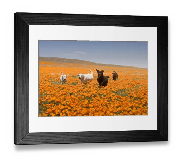 Framed Print : Four Labrador Retrievers running through poppies in Antelope Valley California