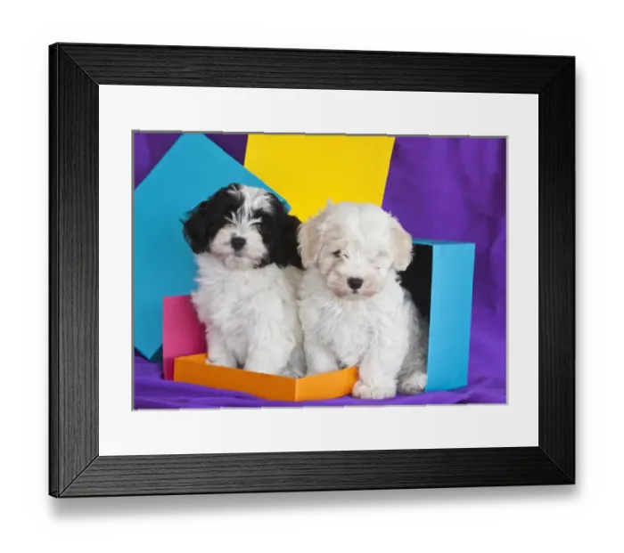 Framed Print : Two Havanese puppies sitting together surrounded by colors Framed Print : Two Havanese puppies sitting together surrounded by colors