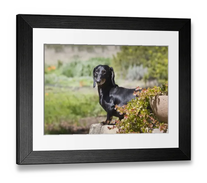 Framed Print : A Dachshund / Doxen standing, on a sandstone wall in a garden Framed Print : A Dachshund / Doxen standing, on a sandstone wall in a garden