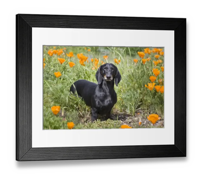 Framed Print : A Dachshund / Doxen standing in a field of wild Poppy flowers Framed Print : A Dachshund / Doxen standing in a field of wild Poppy flowers