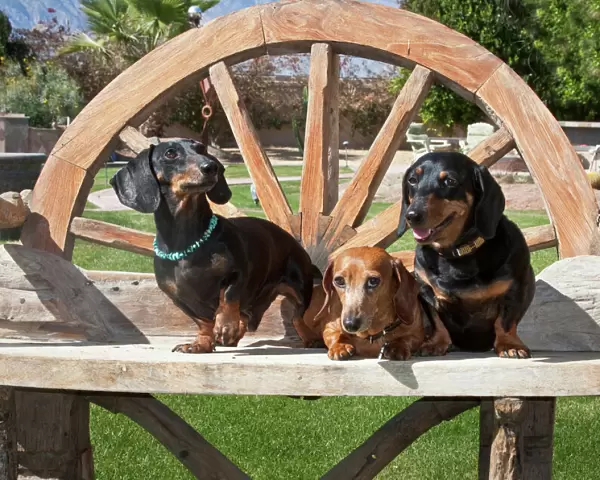 Three Dachshunds  /  Doxens together on a wooden bench outside