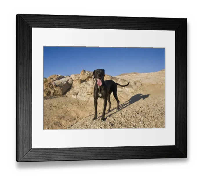 Framed Print : A black German Shorthaired Pointer standing on a rocky hill