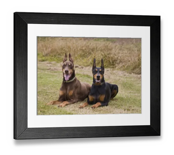 Framed Print : Two Doberman Pinschers lying side by side waiting in a field Framed Print : Two Doberman Pinschers lying side by side waiting in a field