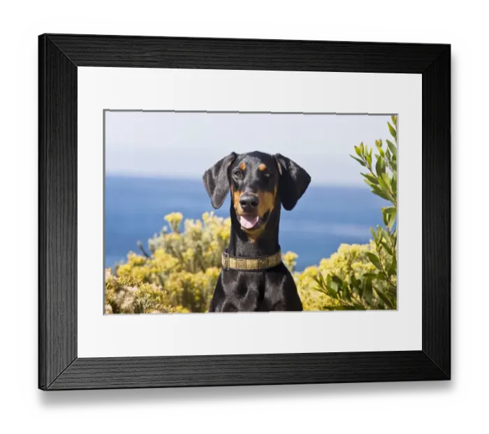 Framed Print : Portrait of a happy Doberman with surrounded by yellow flowers Framed Print : Portrait of a happy Doberman with surrounded by yellow flowers