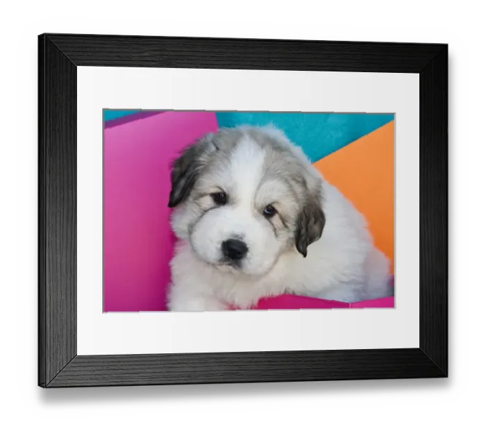 Framed Print : Portrait of a Great Pyrenees puppy with colorful background Framed Print : Portrait of a Great Pyrenees puppy with colorful background
