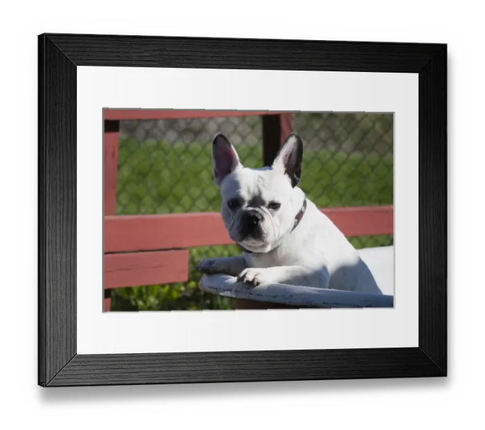 Framed Print : A French Bulldog coming out of an old bathtub placed outdoors