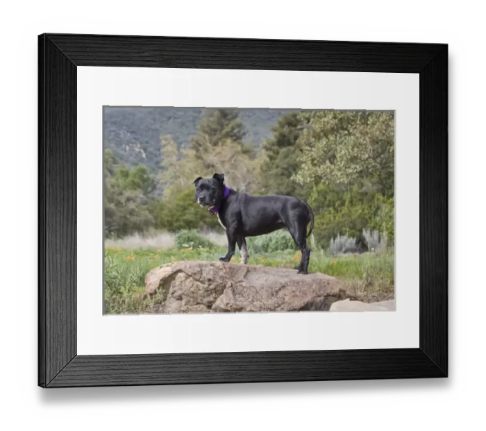 Framed Print : A Staffordshire Bull Terrier standing on a boulder in a garden Framed Print : A Staffordshire Bull Terrier standing on a boulder in a garden