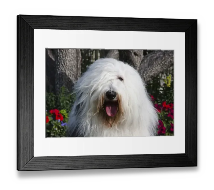 Framed Print : Portrait of an Old English Sheepdog sitting in front of flowers