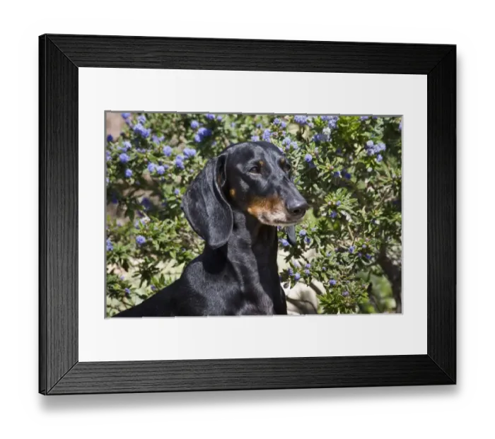 Framed Print : Portrait of a Dachshund  /  Doxen standing in front of blue flowers