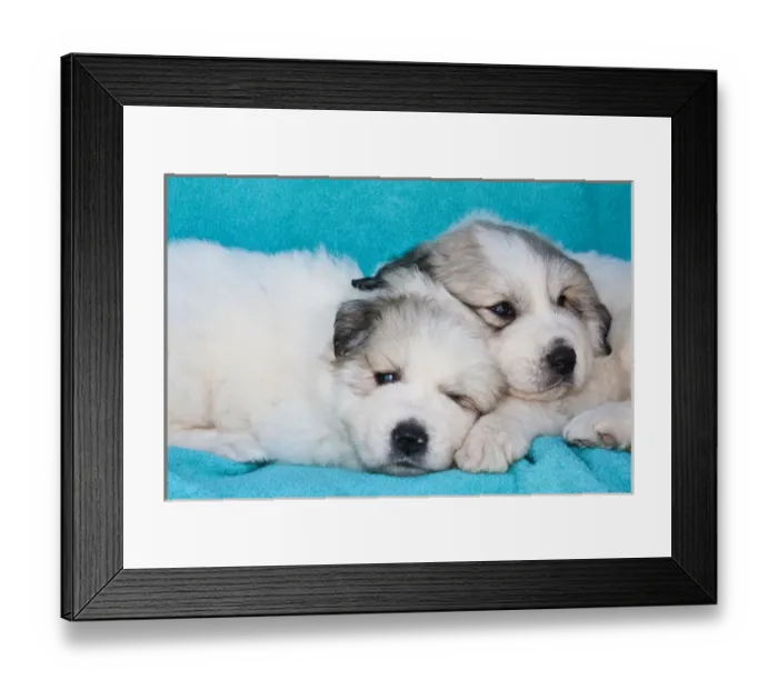Framed Print : Two Great Pyrenees puppies lying together on a blue background