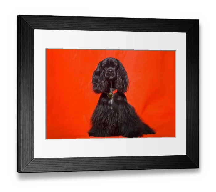 Framed Print : Cocker Spaniel sitting against red background with red collar Framed Print : Cocker Spaniel sitting against red background with red collar