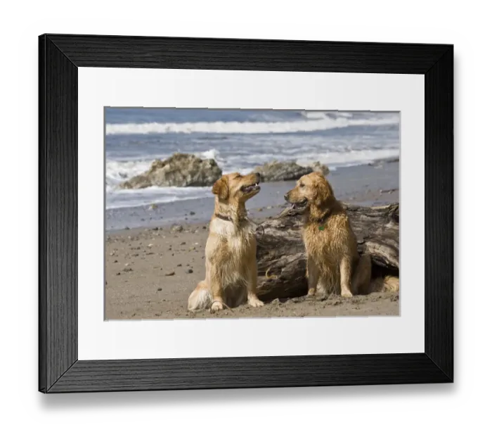 Framed Print : Two Golden Retrievers sitting together on a beach in California Framed Print : Two Golden Retrievers sitting together on a beach in California