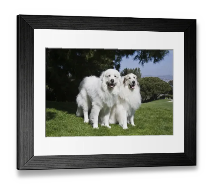 Framed Print : Two Great Pyrenees together at a Laguna Beach park in California Framed Print : Two Great Pyrenees together at a Laguna Beach park in California
