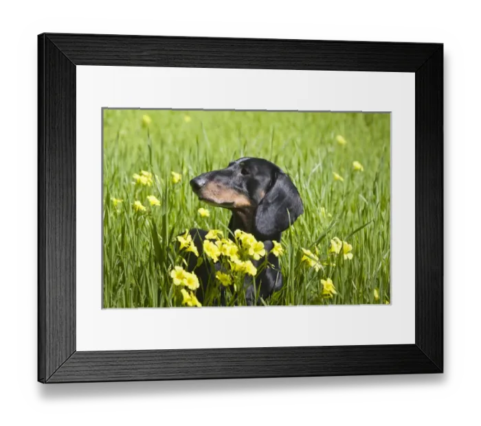 Framed Print : A Dachshund / Doxen in a field with yellow flowers in the foreground Framed Print : A Dachshund / Doxen in a field with yellow flowers in the foreground