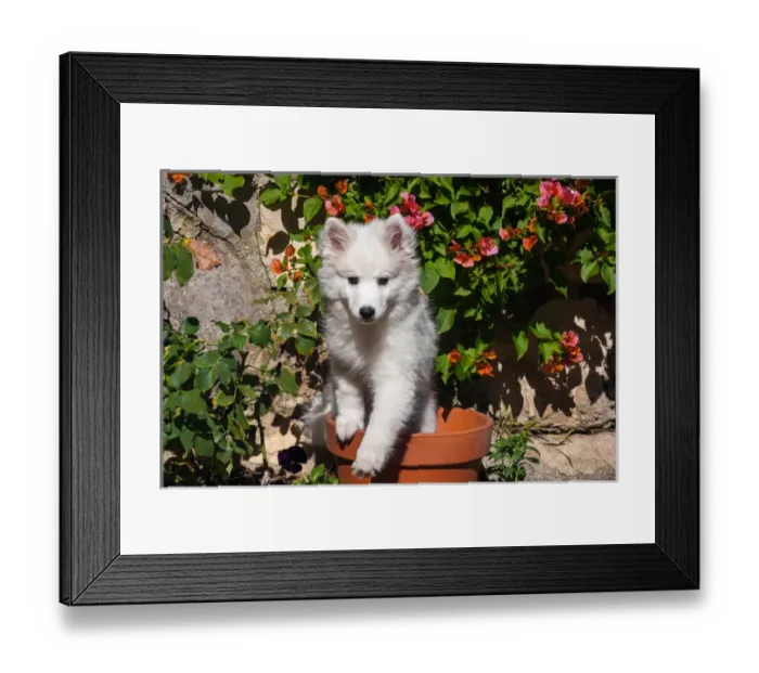 Framed Print : American Eskimo Puppy in a garden flower pot