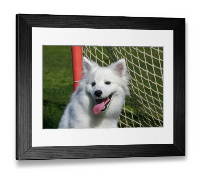 Framed Print : Portrait of an American Eskimo Puppy Framed Print : Portrait of an American Eskimo Puppy