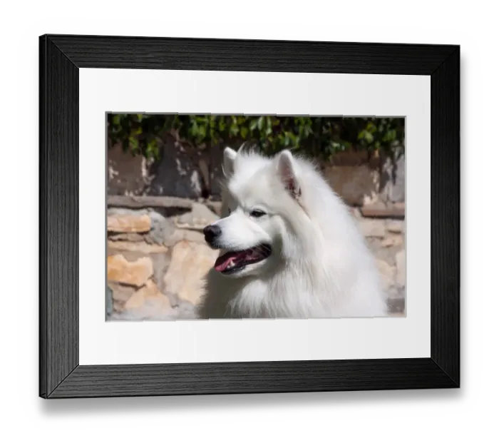Framed Print : Portrait of an American Eskimo Dog