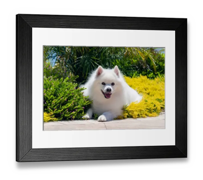 Framed Print : American Eskimo lying in garden plants Framed Print : American Eskimo lying in garden plants