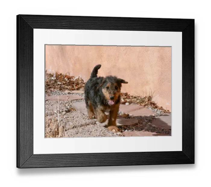 Framed Print : Airedale Puppy walking on garden path