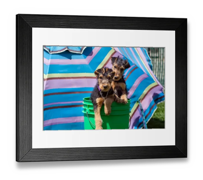 Framed Print : Airedale puppies in a green bucket