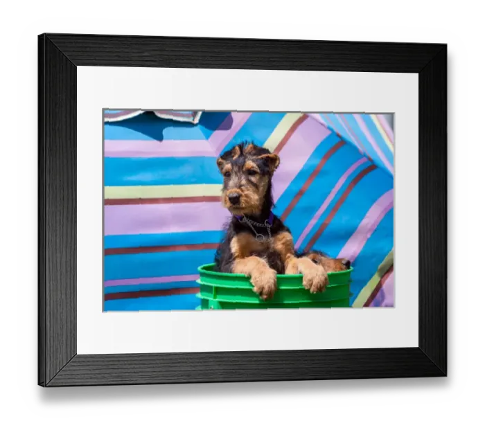 Framed Print : Airedale puppies in a green bucket