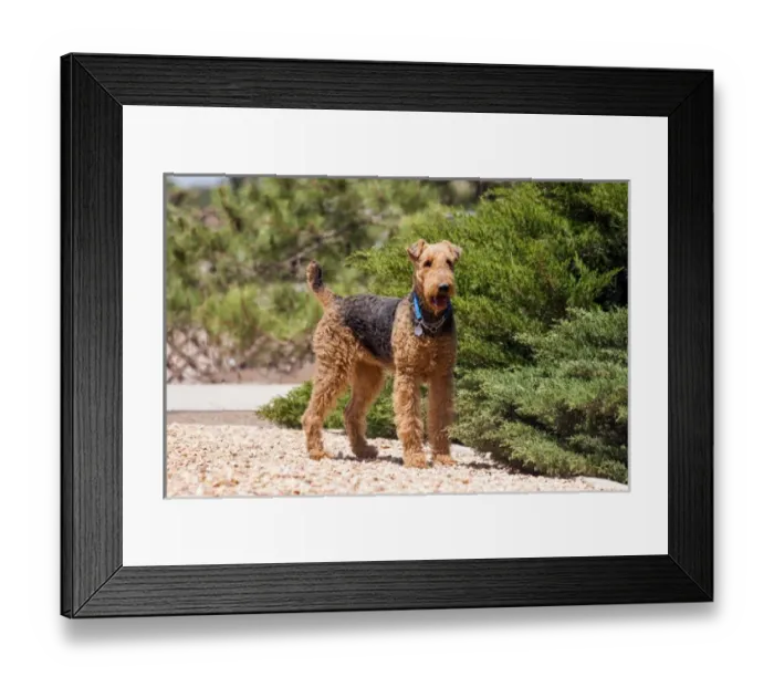 Framed Print : Airedale Terrier standing by juniper bush Framed Print : Airedale Terrier standing by juniper bush