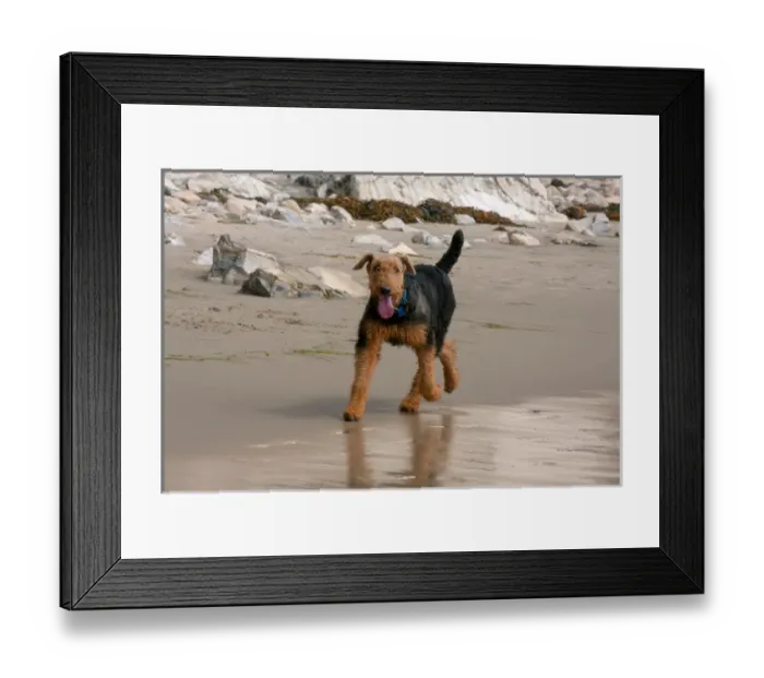 Framed Print : Airedale running on the beach Framed Print : Airedale running on the beach