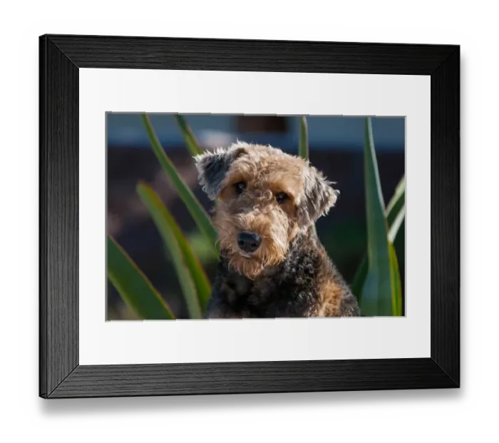 Framed Print : Portrait of an Airdale Terrier Framed Print : Portrait of an Airdale Terrier
