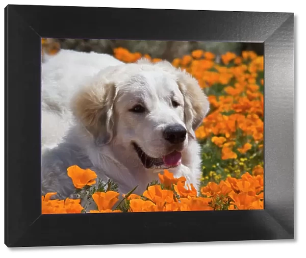 A Great Pyrenees lying in a field of wild Poppy flowers at Antelope Valley California