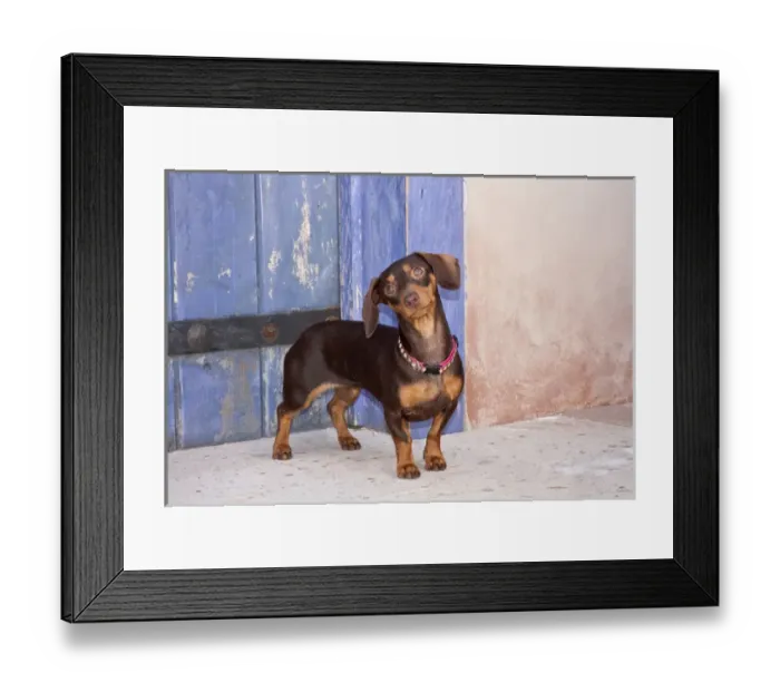 Framed Print : A Dachshund / Doxen puppy standing in a colorful doorway with a pink bling collar Framed Print : A Dachshund / Doxen puppy standing in a colorful doorway with a pink bling collar
