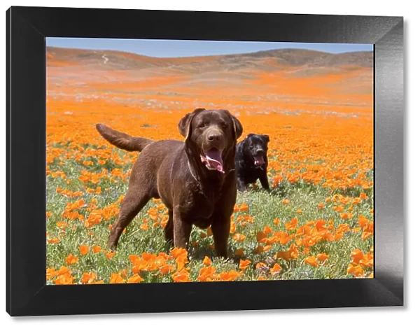 Two Labrador Retrievers standing in a field of poppies at Antelope Valley California
