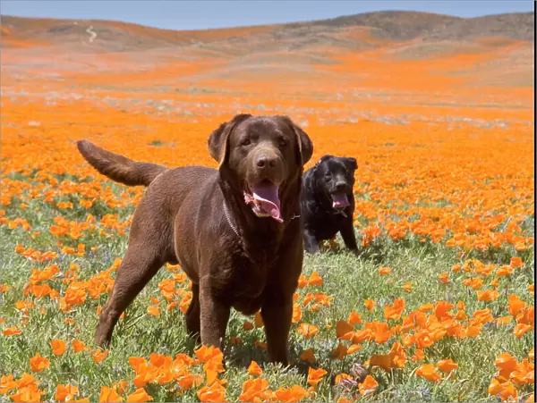Two Labrador Retrievers standing in a field of poppies at Antelope Valley California