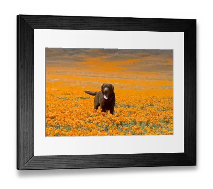 Framed Print : Labrador Retriever standing alone in a field of poppies at Antelope Valley California