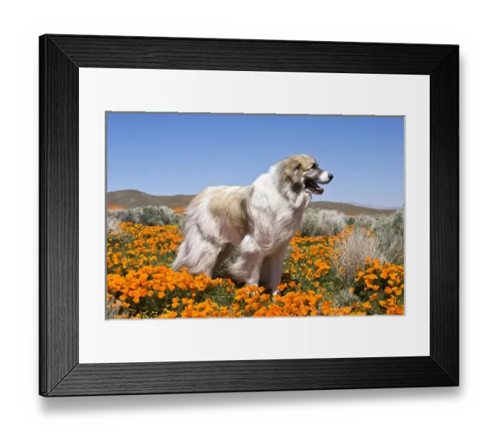 Framed Print : A Great Pyrenees standing in a field of wild Poppies at Antelope Valley in California Framed Print : A Great Pyrenees standing in a field of wild Poppies at Antelope Valley in California