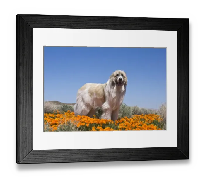 Framed Print : A Great Pyrenees standing in a field of Poppy flowers in Antleope Valley California Framed Print : A Great Pyrenees standing in a field of Poppy flowers in Antleope Valley California