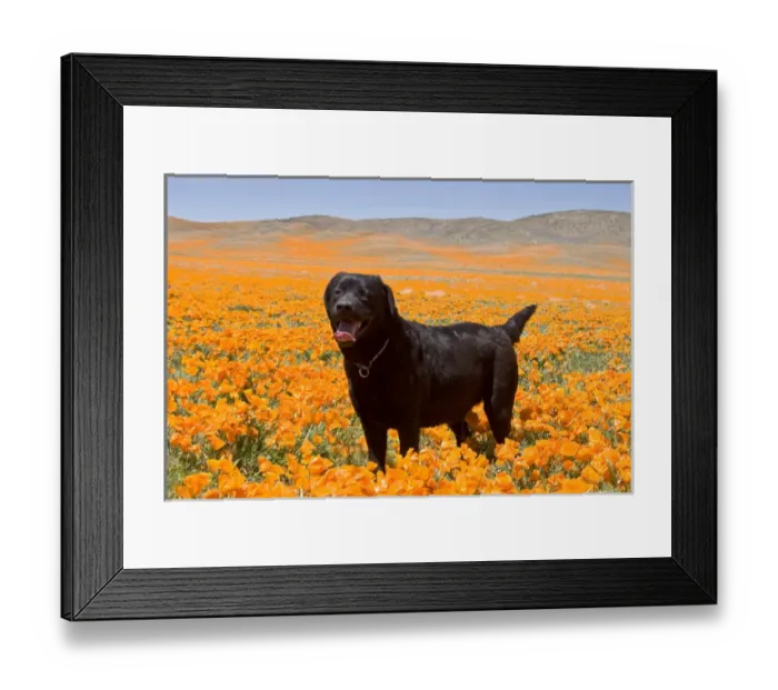 Framed Print : Black Labrador Retriever standing in a field of poppies at Antelope Valley California Framed Print : Black Labrador Retriever standing in a field of poppies at Antelope Valley California