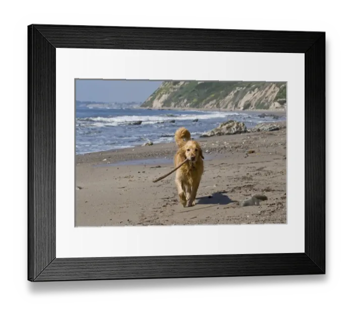 Framed Print : A Golden Retriever walking with a stick at Hendreys Beach in Santa Barbara California Framed Print : A Golden Retriever walking with a stick at Hendreys Beach in Santa Barbara California