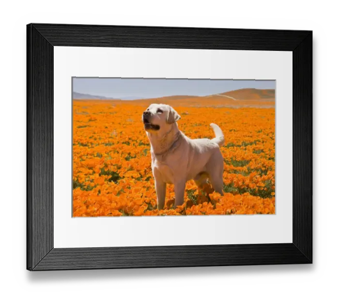 Framed Print : Yellow Labrador Retriever standing in a field of poppies at Antelope Valley California Framed Print : Yellow Labrador Retriever standing in a field of poppies at Antelope Valley California