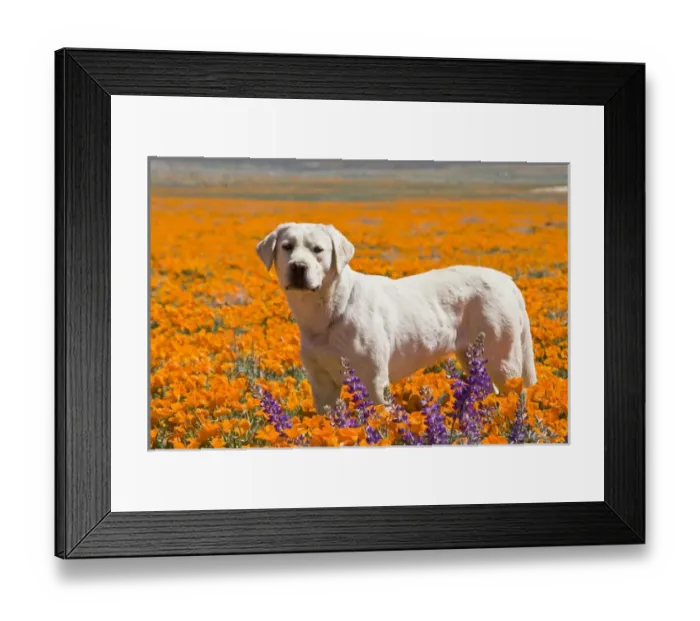 Framed Print : Yellow Labrador Retriever standing in a field of poppies at Antelope Valley California Framed Print : Yellow Labrador Retriever standing in a field of poppies at Antelope Valley California