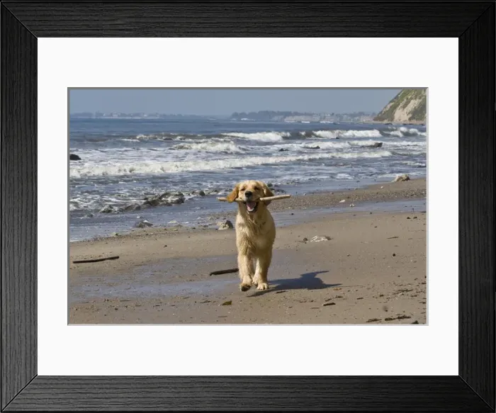 Framed Print : A Golden Retriever walking with a stick at Hendreys Beach in Santa Barbara California