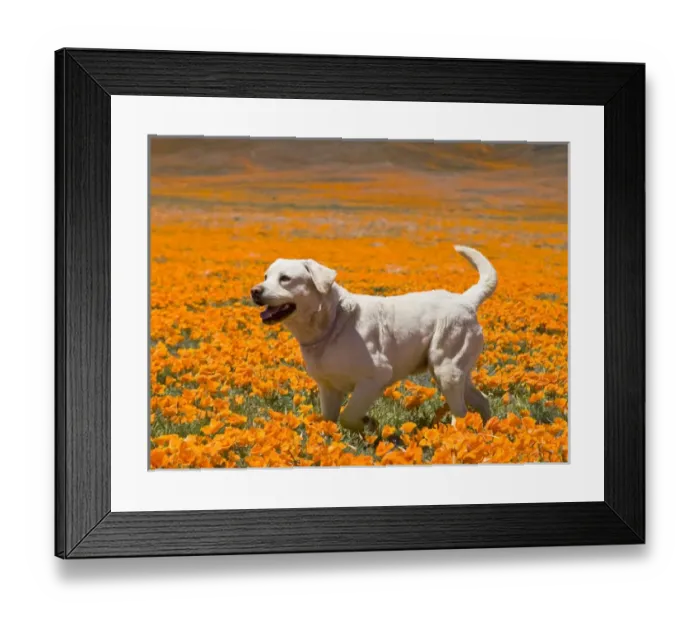Framed Print : Yellow Labrador Retriever standing in a field of poppies at Antelope Valley California Framed Print : Yellow Labrador Retriever standing in a field of poppies at Antelope Valley California