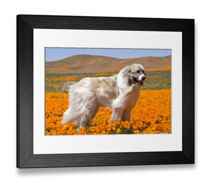 Framed Print : A Great Pyrenees standing in a field of wild Poppy flowers in Antelope Valley California Framed Print : A Great Pyrenees standing in a field of wild Poppy flowers in Antelope Valley California